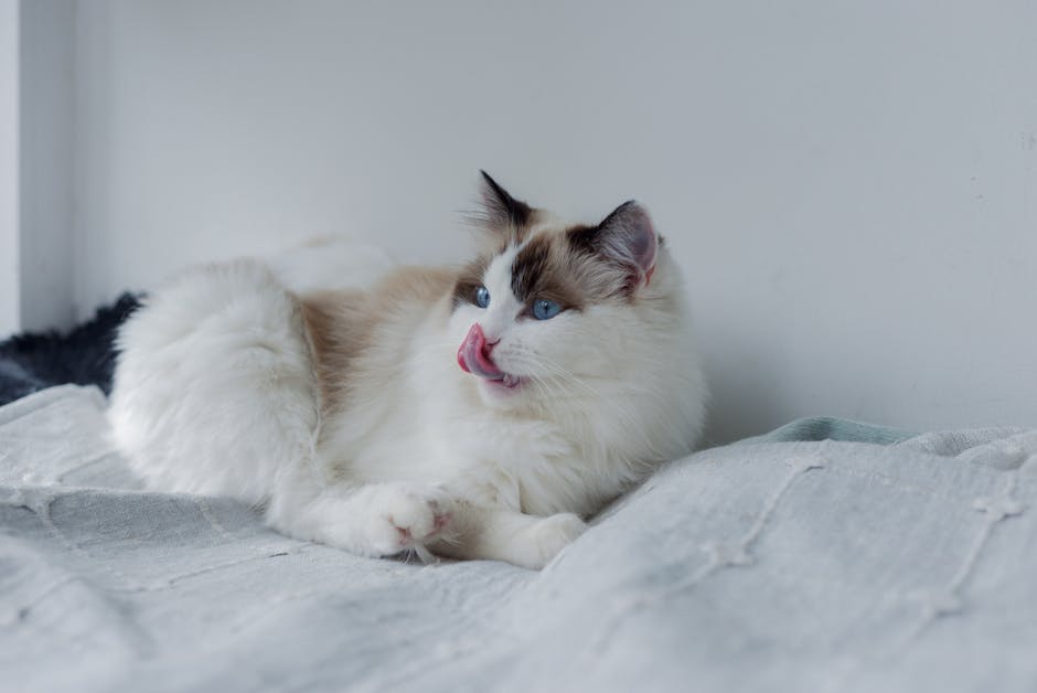 動物醫院的重要性與溫暖關懷