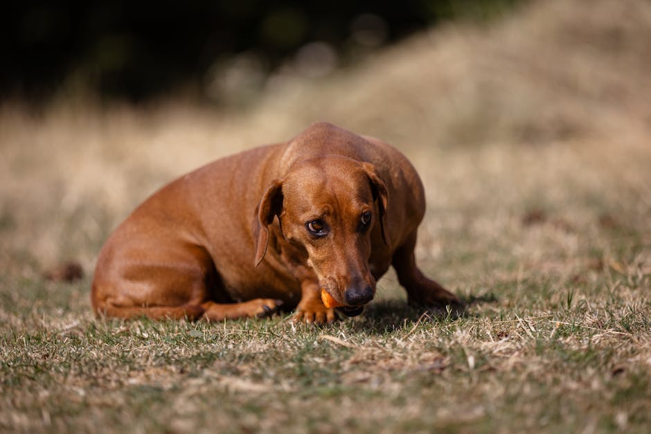 香港寵物友善酒店的現狀與發展挑戰