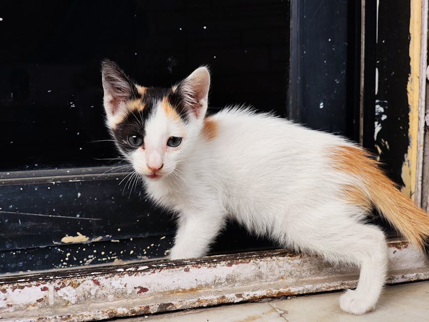 香港裝修公司：打造獨特文化與生活美學